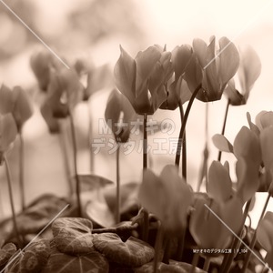 シクラメンの開花 セピア調　flowering cyclamen sepia tone