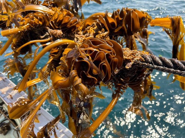 綾里の生めかぶ 1.5kg