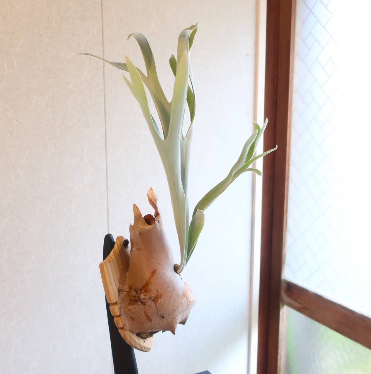 現品【ビカクシダ】P.Veitchii ヴィーチー 板付け【コウモリラン