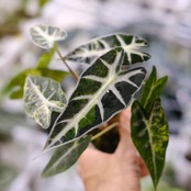 アロカシア バンビーノ イエロー / Alocasia bambino variegated 'Yellow'⑬ / 観葉植物