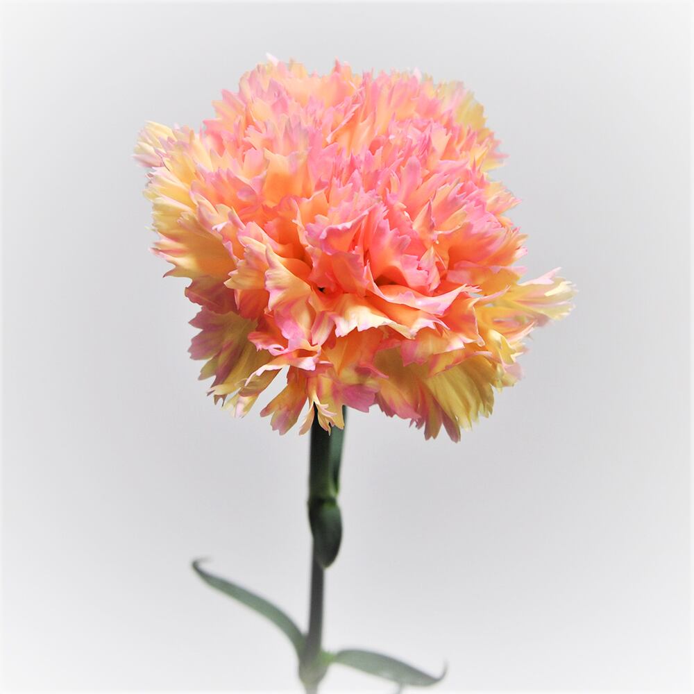 カーネーション アクティバ 本 精華園 岩田秀一 よいはな Yoihana 最高品質のお花をお届けするネット通販 カーネーション アクティバ 本 精華園 岩田秀一 よいはな Yoihana 最高品質のお花をお届けするネット通販