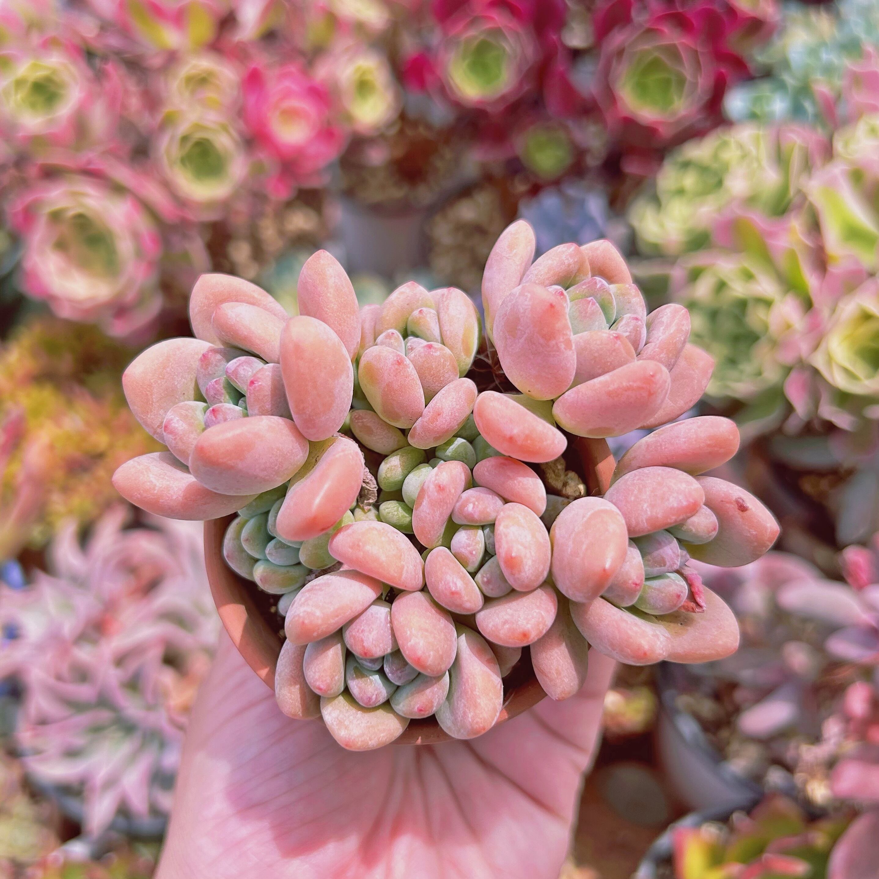 #004現物　多肉植物　マカロン　抜き苗