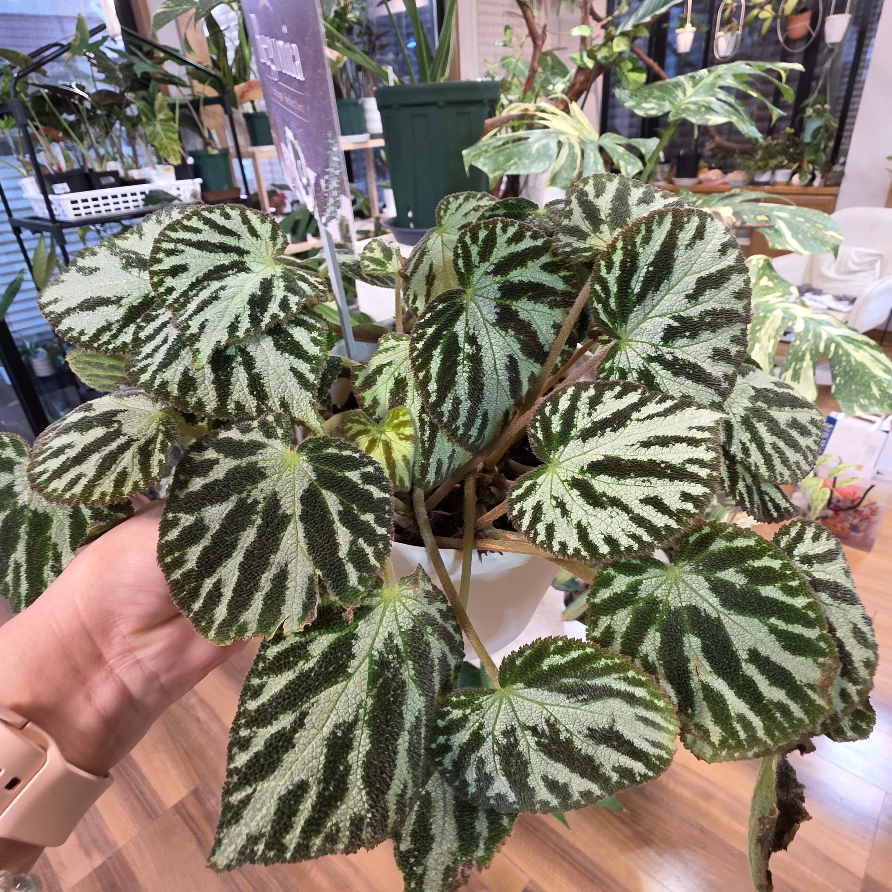 観葉植物 | HAPPAX