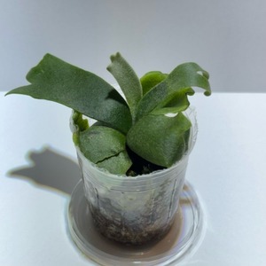 Platycerium willinckii 'Jennie'(TC) ビカクシダ・ウィリンキー ‘ジェニー’