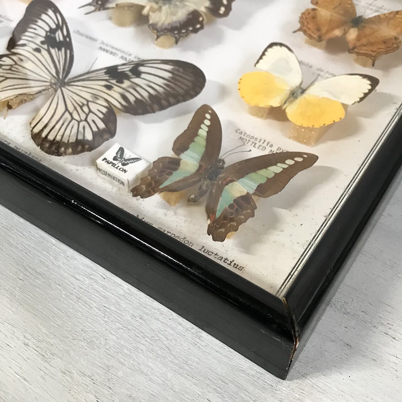 蝶標本 コレクション ヴィンテージ アンティーク 剥製