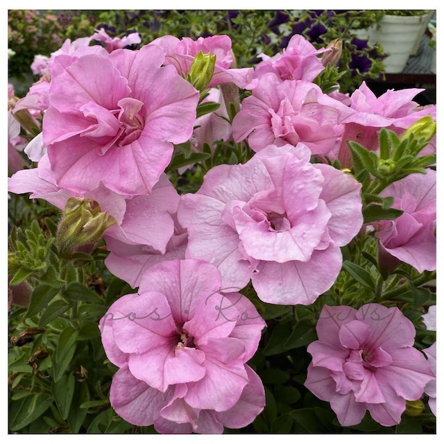 ペチュニア：愛子（3.5号）八重咲きペチュニア　ゲブラナガトミヨ　新品種　ペチュニア苗　ゲブラナガトヨ