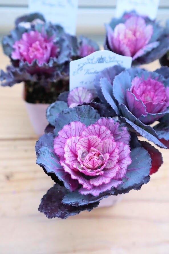 苗 葉牡丹 『ヴィンテージ・べイン』 2.5号ポット | SaqueSifone（サク