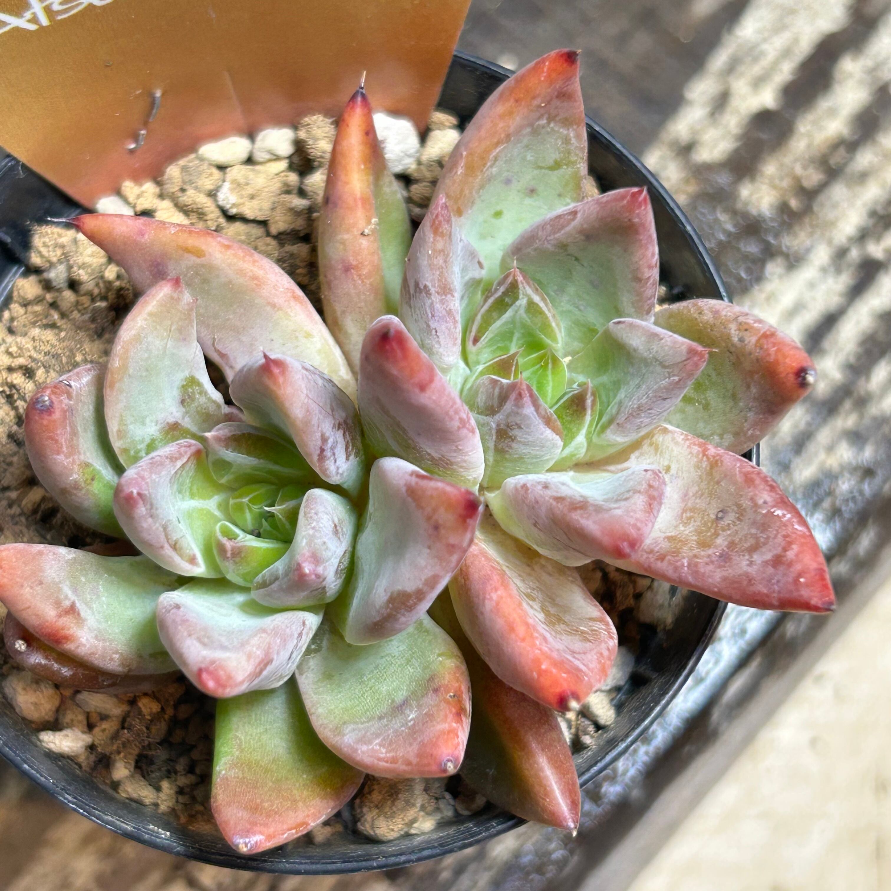 超稀少！　高級品種　インドネシア多肉　ゴールドプリンス錦　繁殖木　抜き苗　速達付 多肉植物 | RuPo 多肉植物専門店