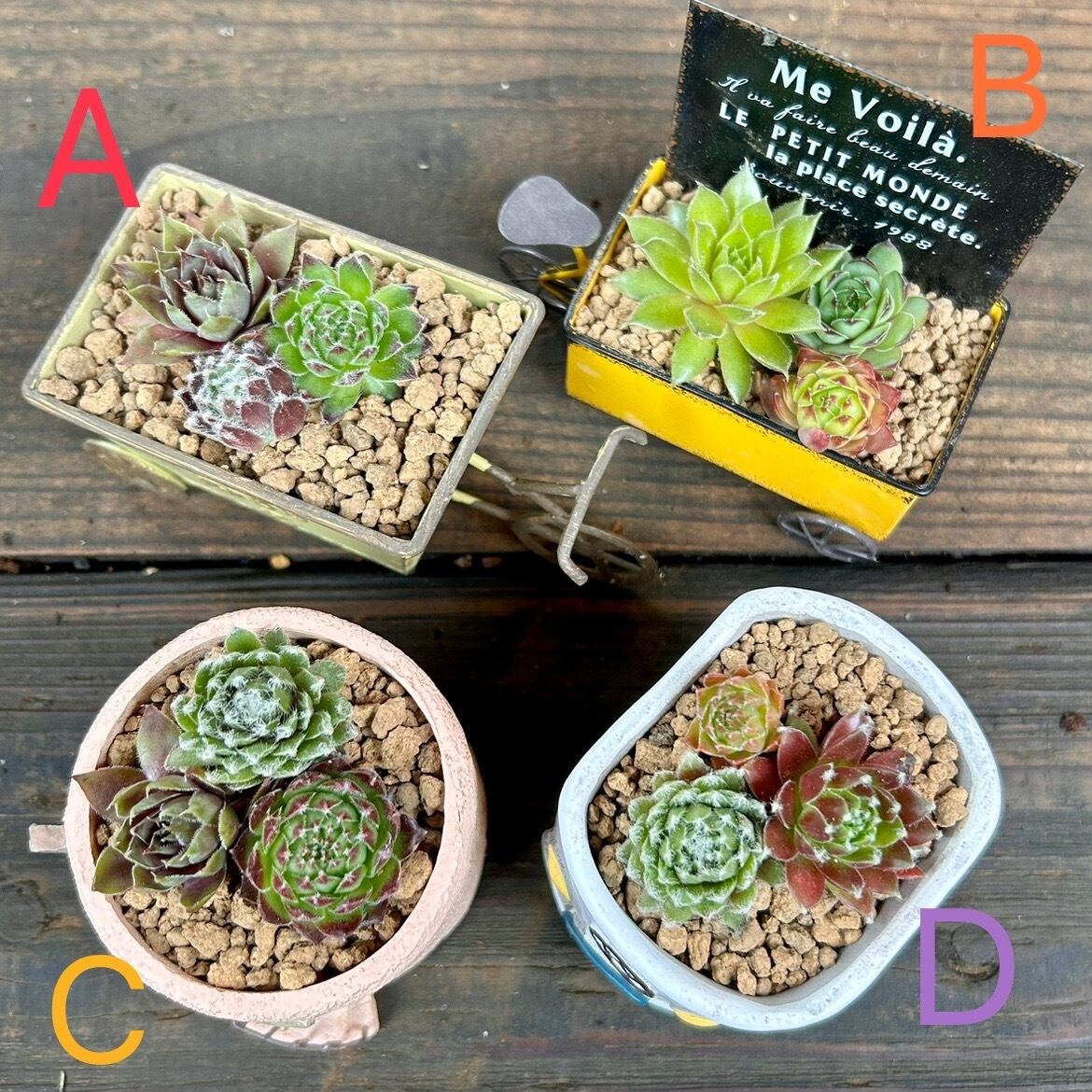 T)センペル寄せ植え(鉢付き | RuPo 多肉植物専門店