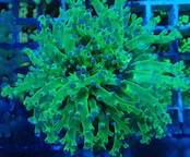 Paradivisa MettalicGreen 1