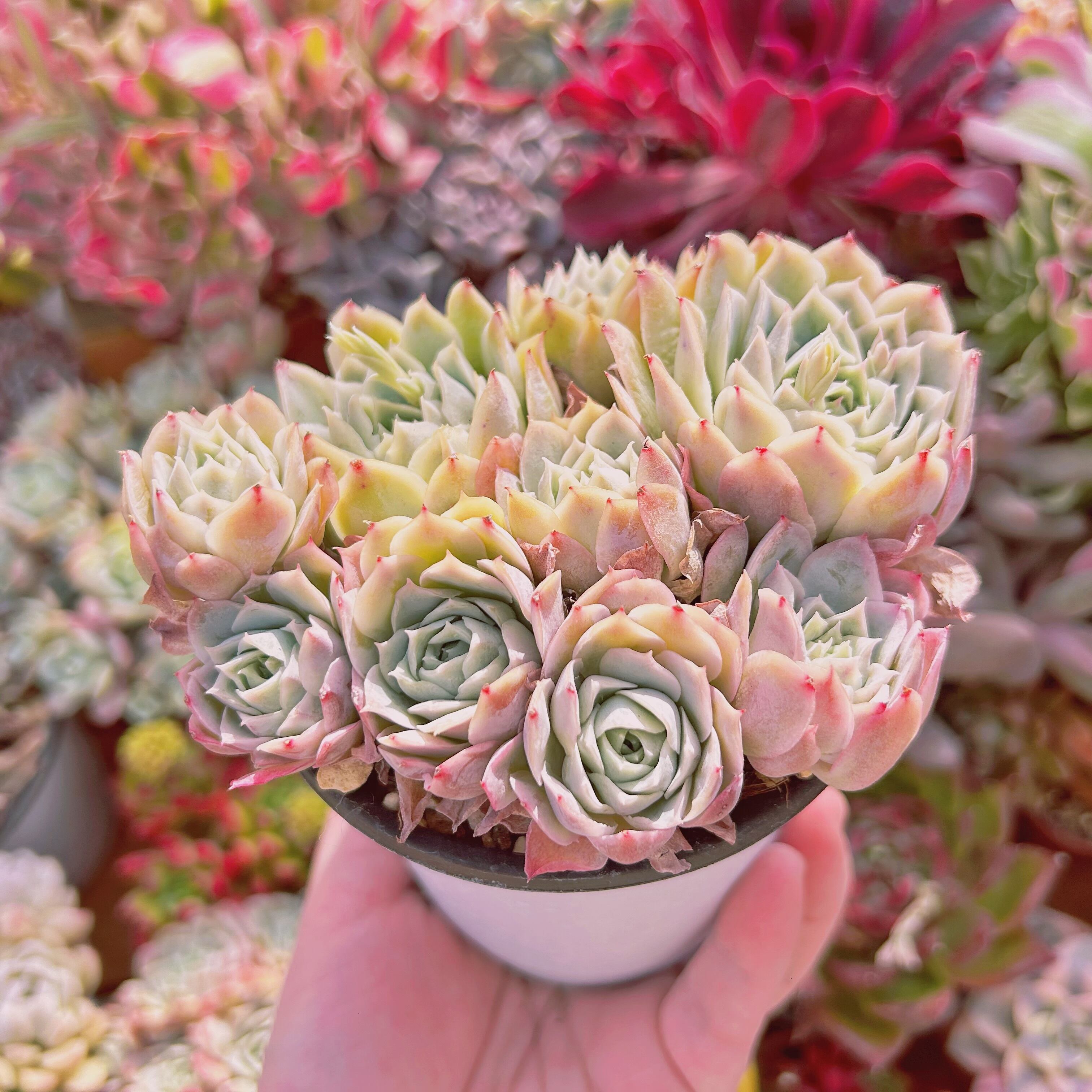 ♥マジョリカ様♥丸葉フラメンコ錦です(*^^*)　エケベリア　多肉植物 エケベリア - carino creare