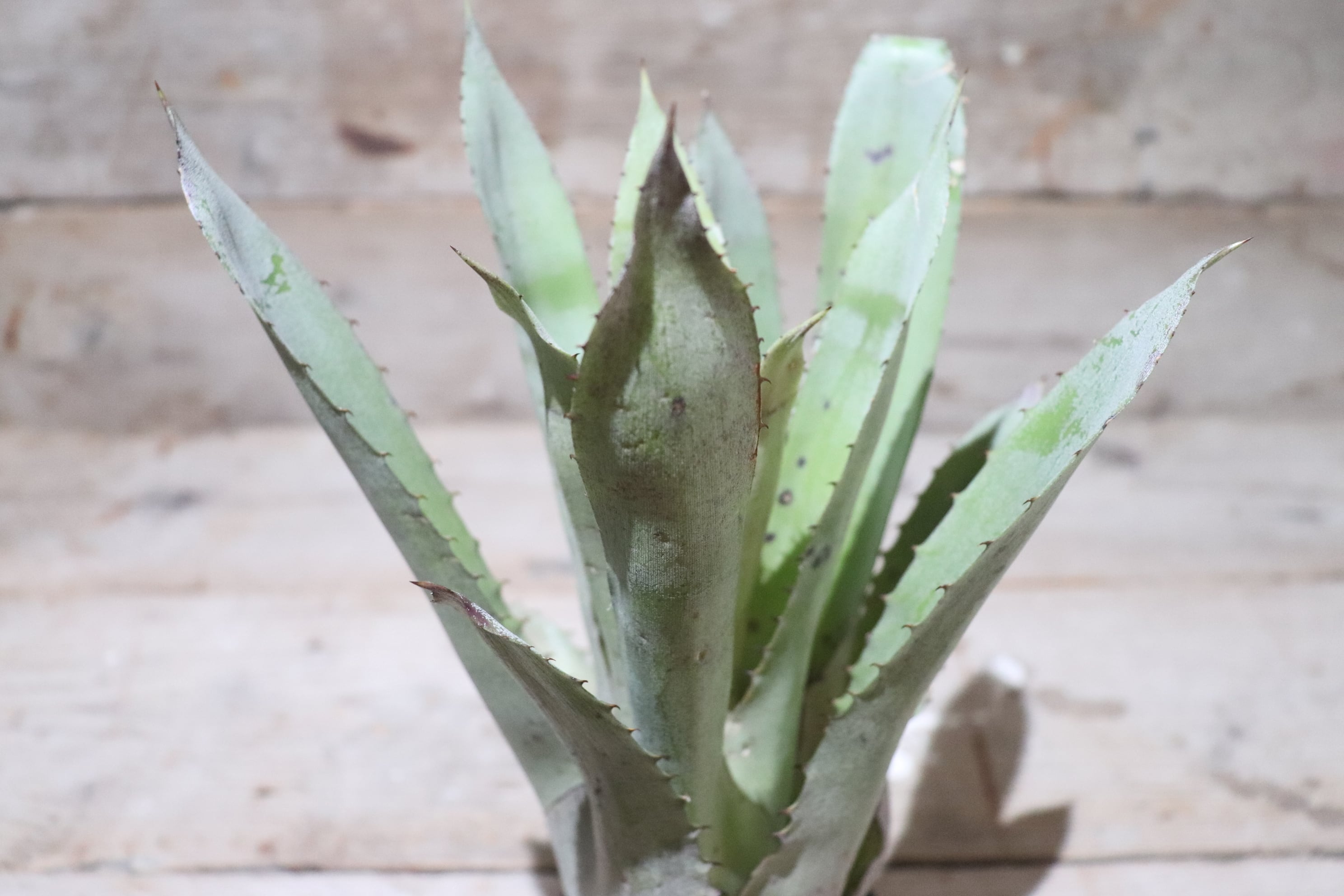 reserved】 Hohenbergia catingae〔ホヘンベルギア〕現品発送H0024