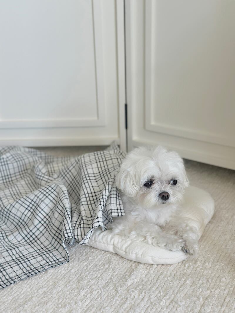 〈予約アイテム〉EYOU / ソフトデイズブランケット-ブラックチェック