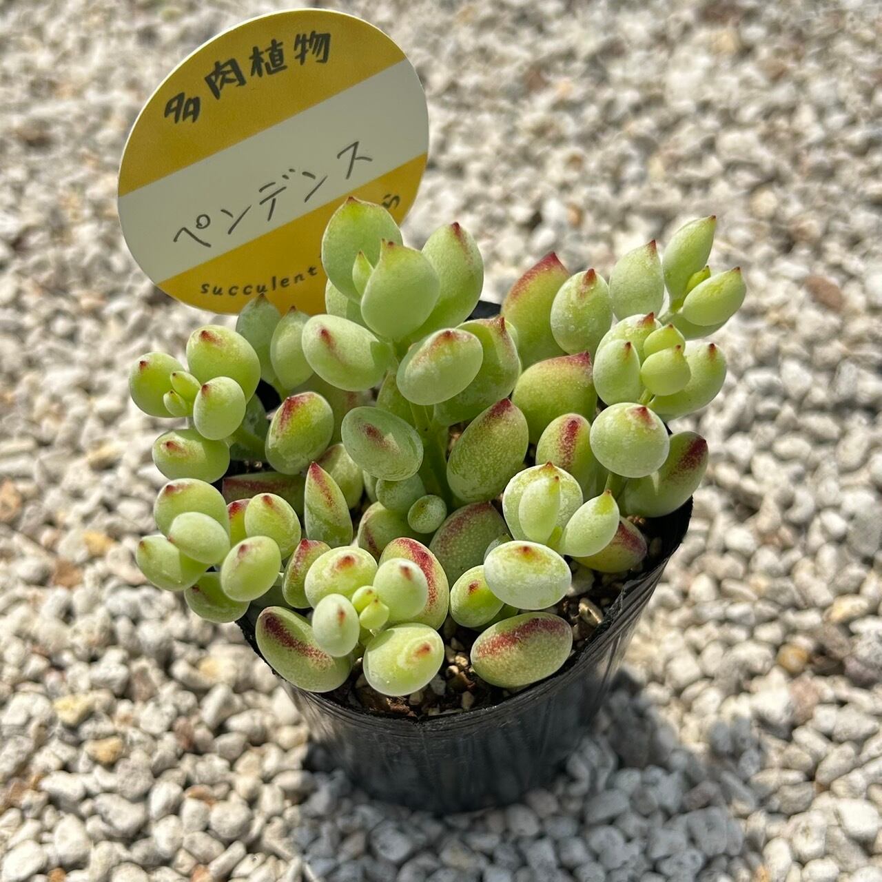 天使の雫 一寸苗 多肉植物 セダム | Succulent 花うらら 〜多肉植物