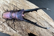 【美麗】《メタリフェルホソアカ亜種finae 78mm ペア》わたくわ氏ブリード個体