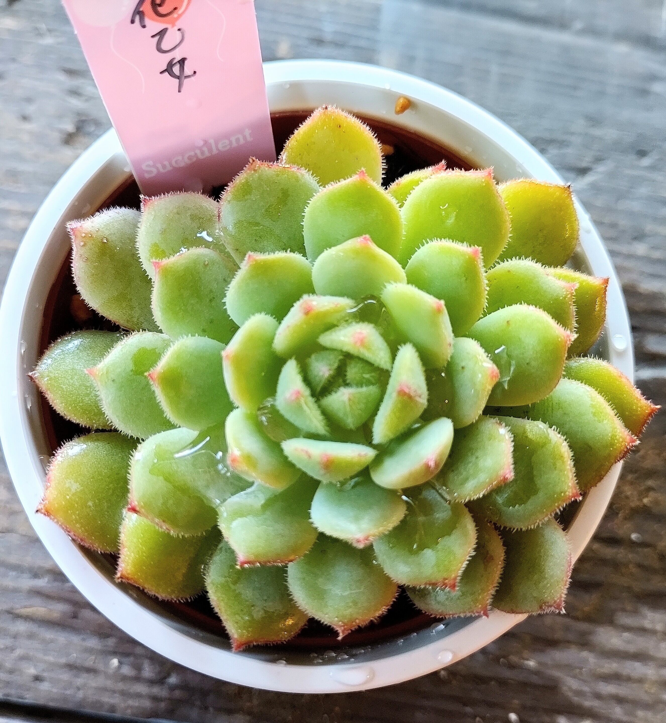 花乙女 Rupo 多肉植物専門店