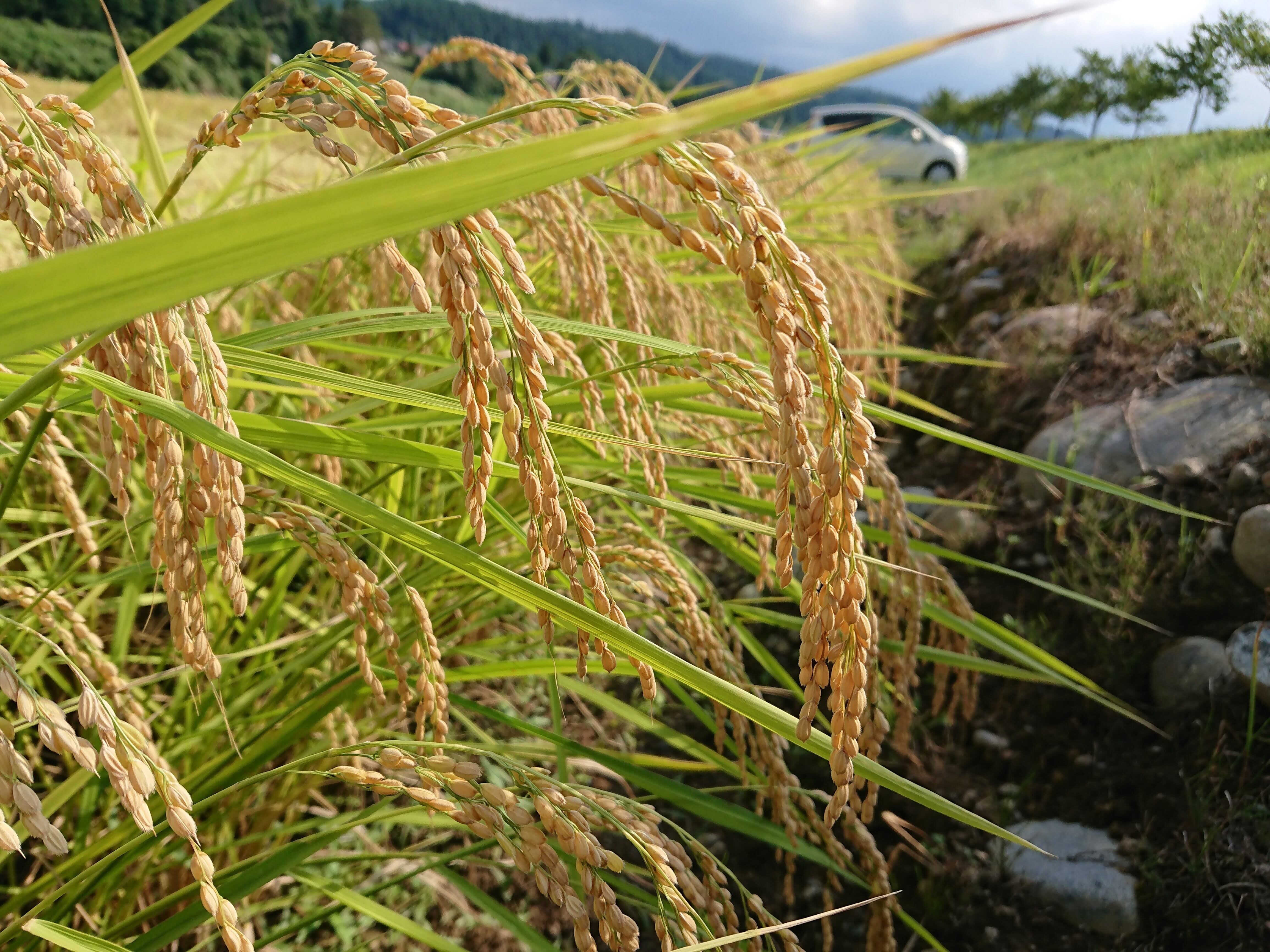 特Aランク 一等米】十日町産 魚沼コシヒカリ 10Kg 白米（精米