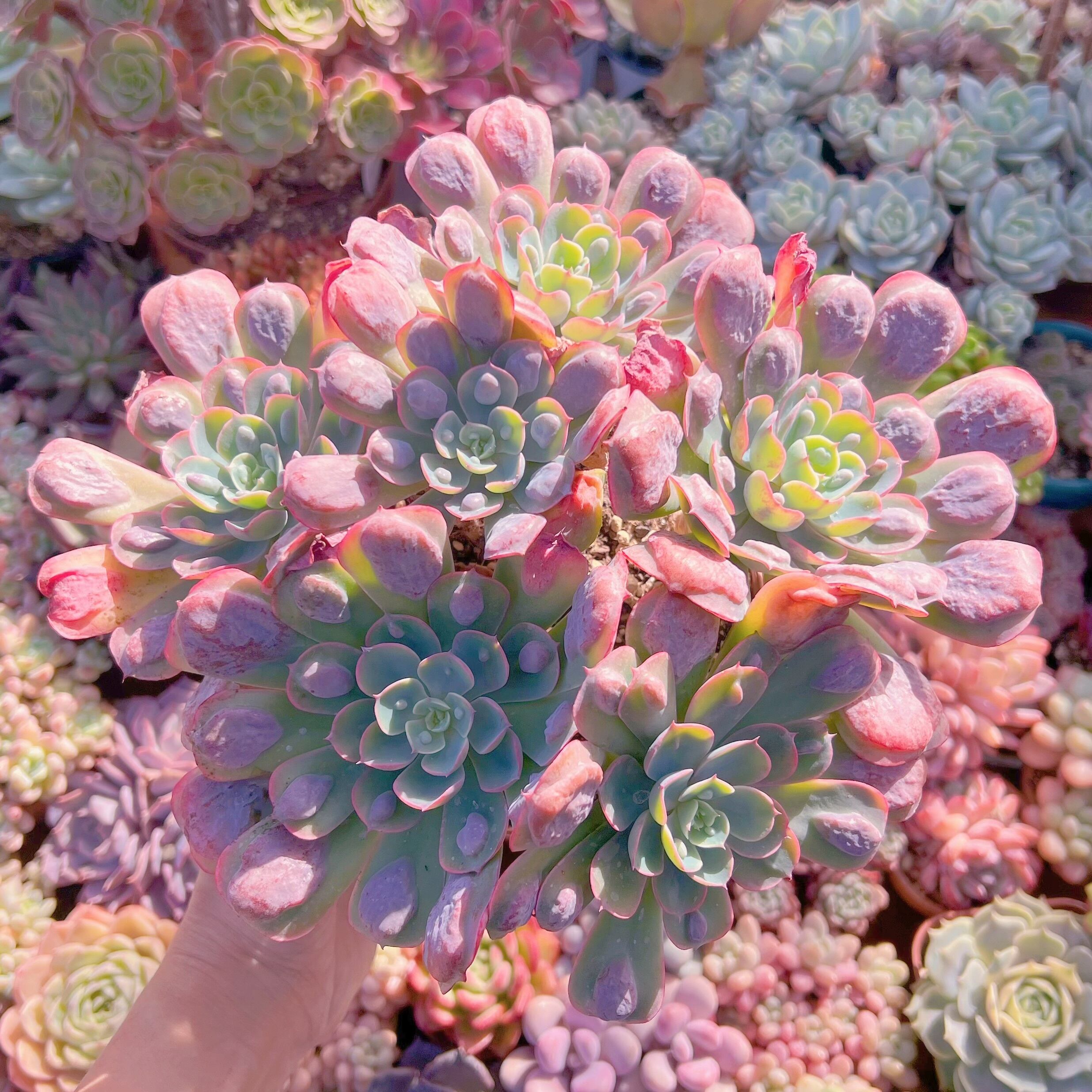 現品　ビヨンセ#719　特特大群生　るる農園