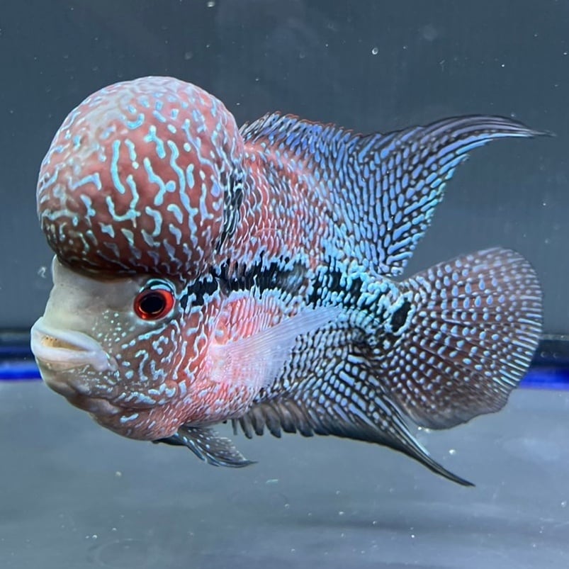 フラワーホーン 14cm | 金魚・熱帯魚専門店 AquaPro.H