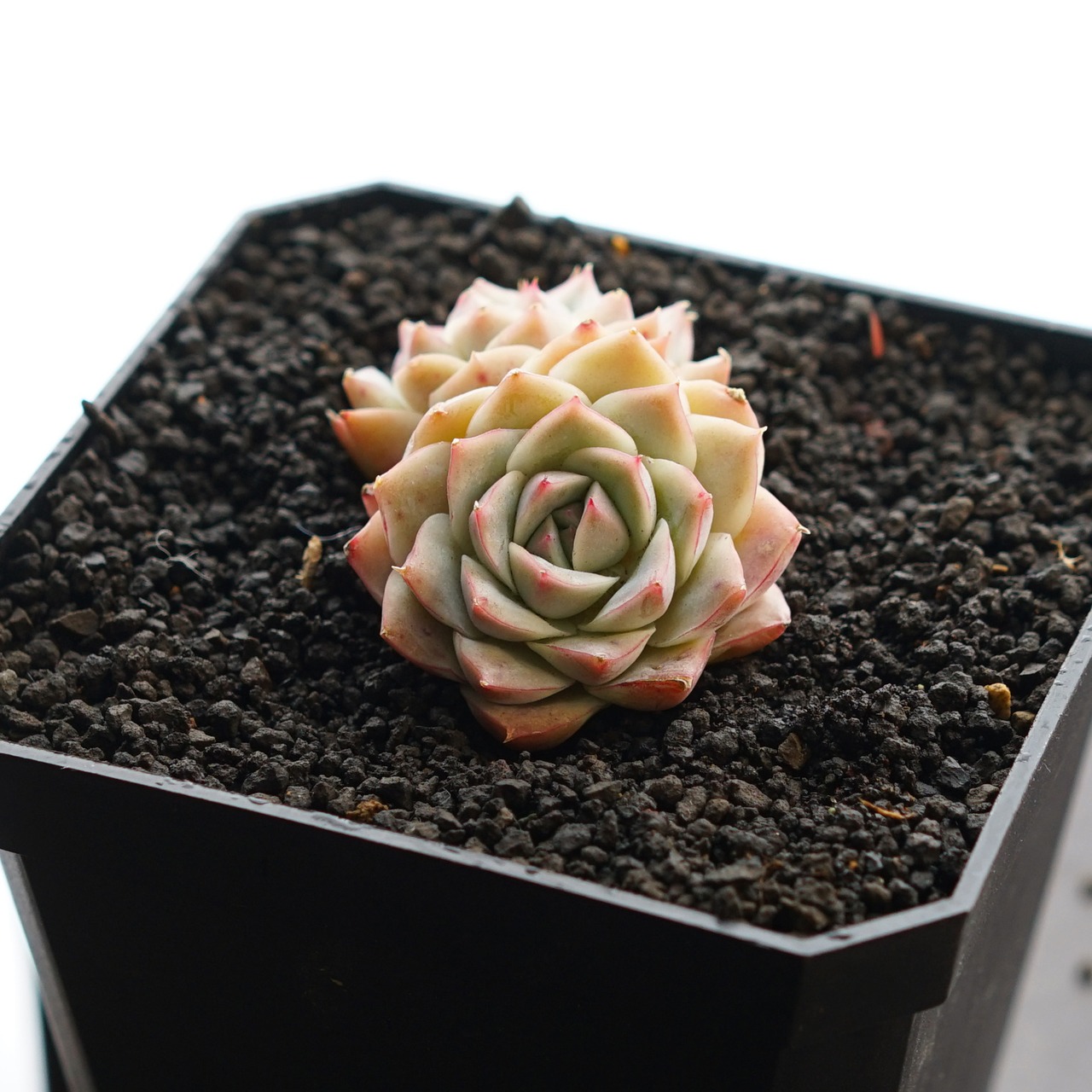 カット苗 リトルジョー 2頭群生 Echeveria 'Little Joe'