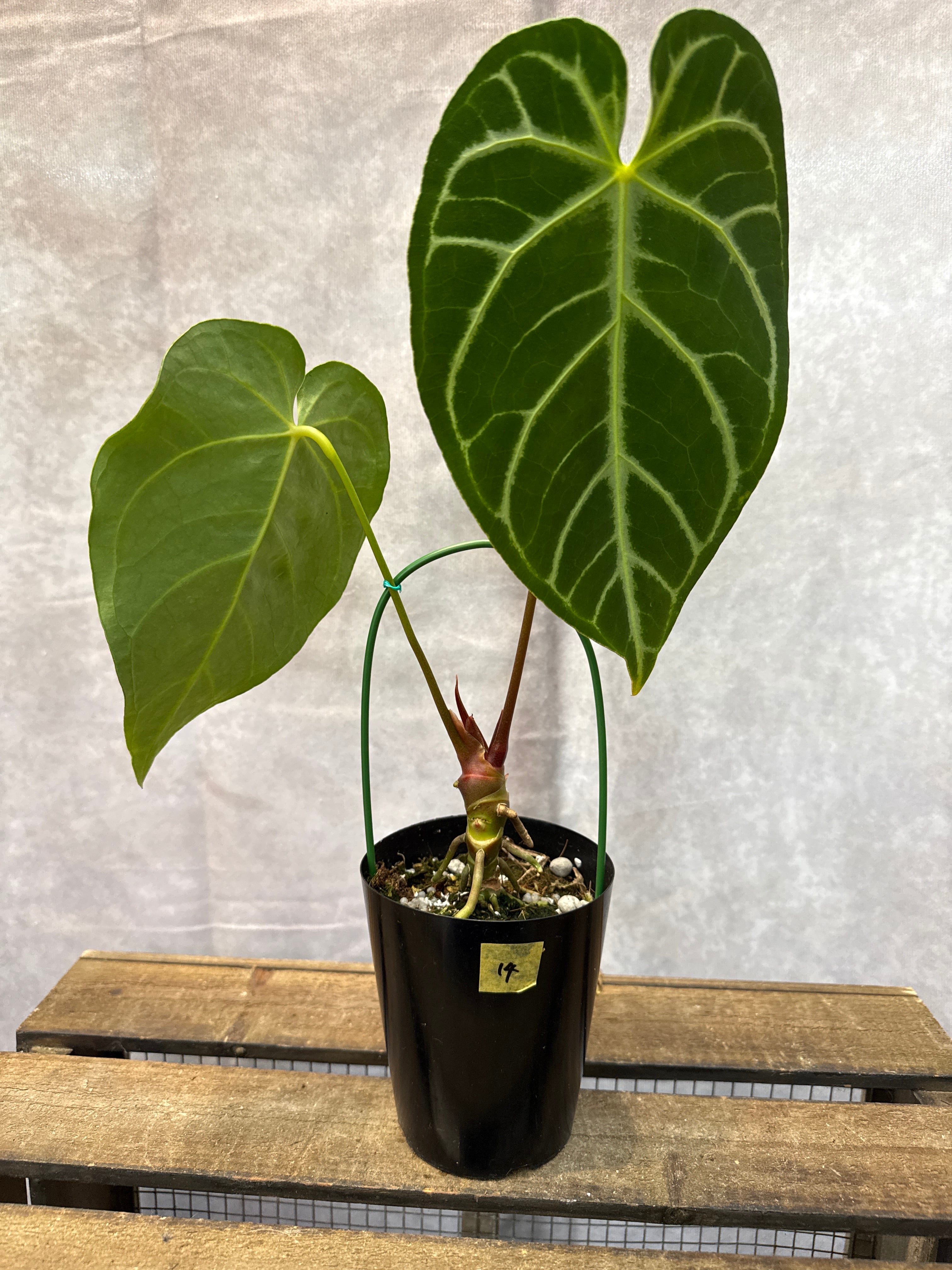 14 アンスリウム クリスタリナム | Gardenえん 【観葉熱帯植物】