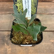 【UJ】ビカクシダ　イエロームーンドワーフ 'Antler Crown'【362】