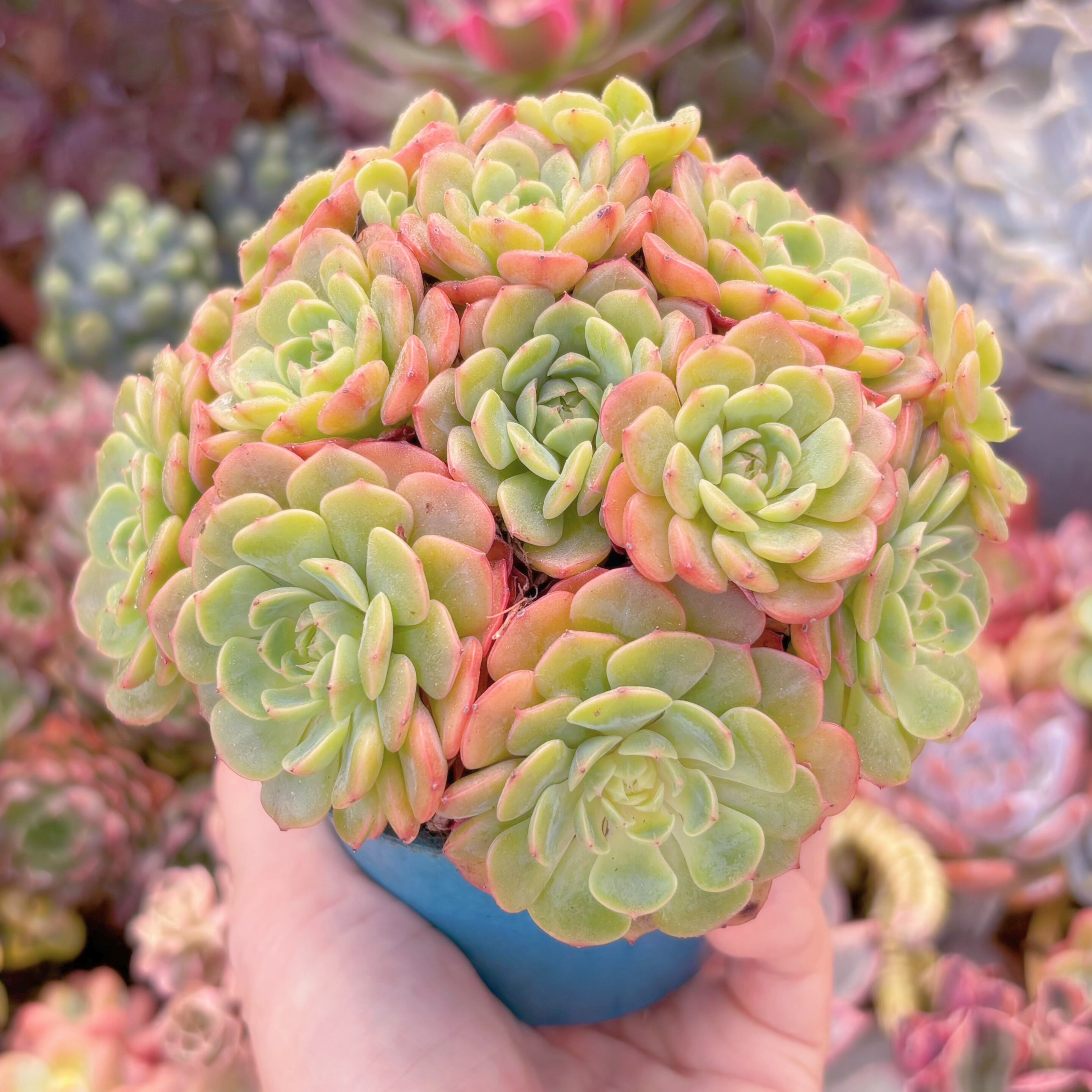 現品 ピンクバブル#783 るる農園 | るる農園~多肉植物専門