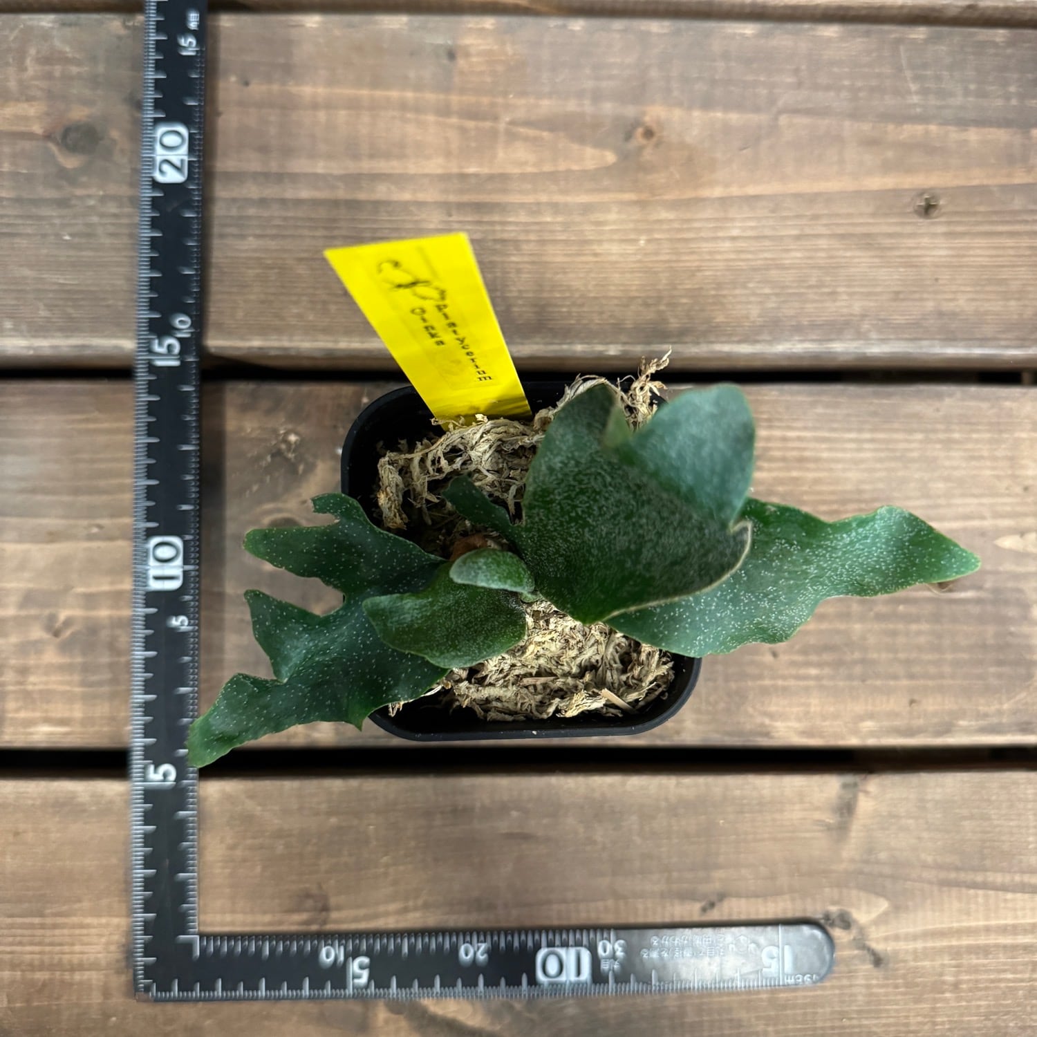 ビカクシダ Platycerium Ginka【511】 | PROTOLEAF プロトリーフ