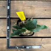 ビカクシダ　Platycerium Ginka【511】