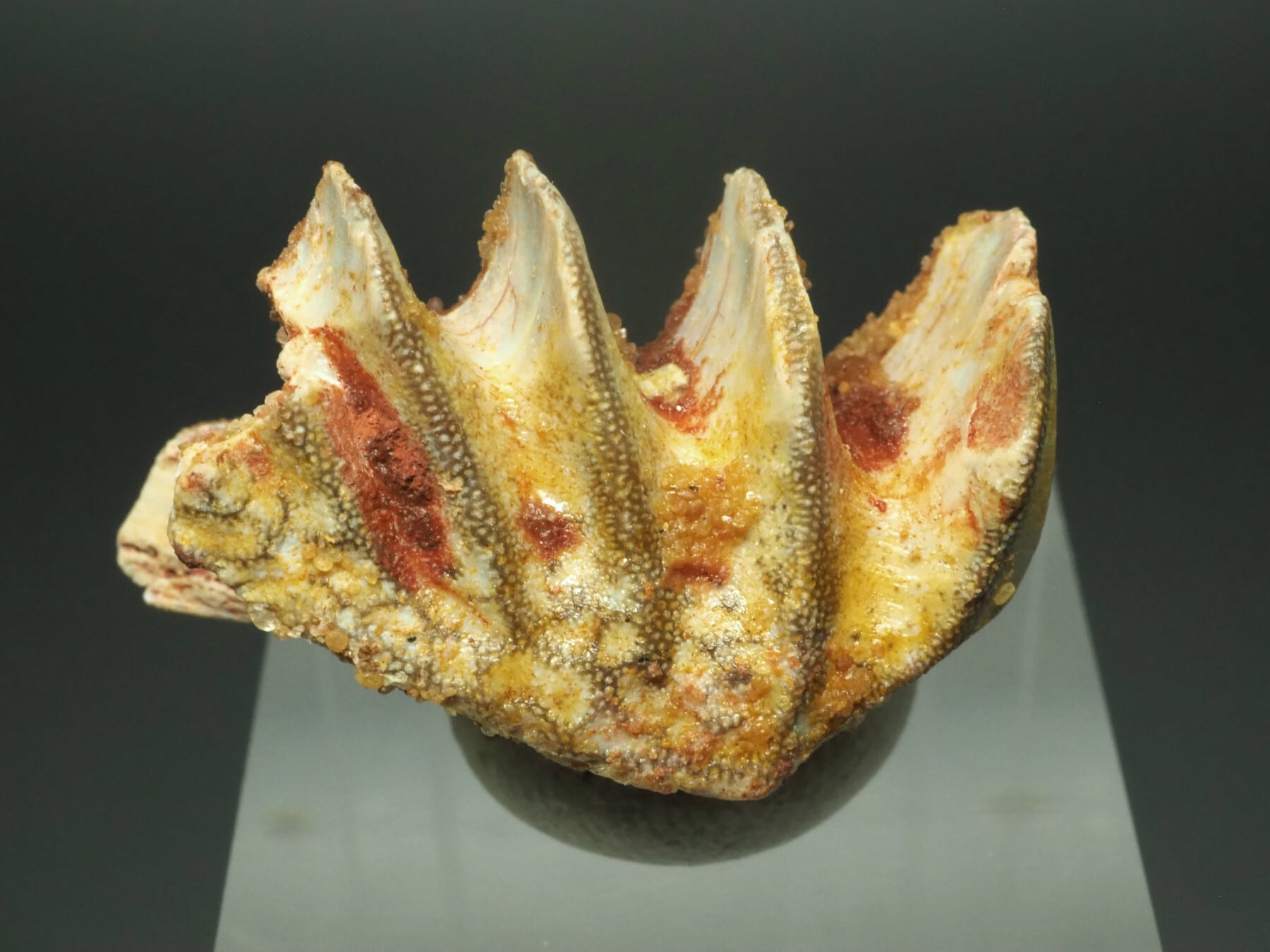 エイの化石【Cyclobatis major】【1876g】レバノン共和国産/魚/サメ