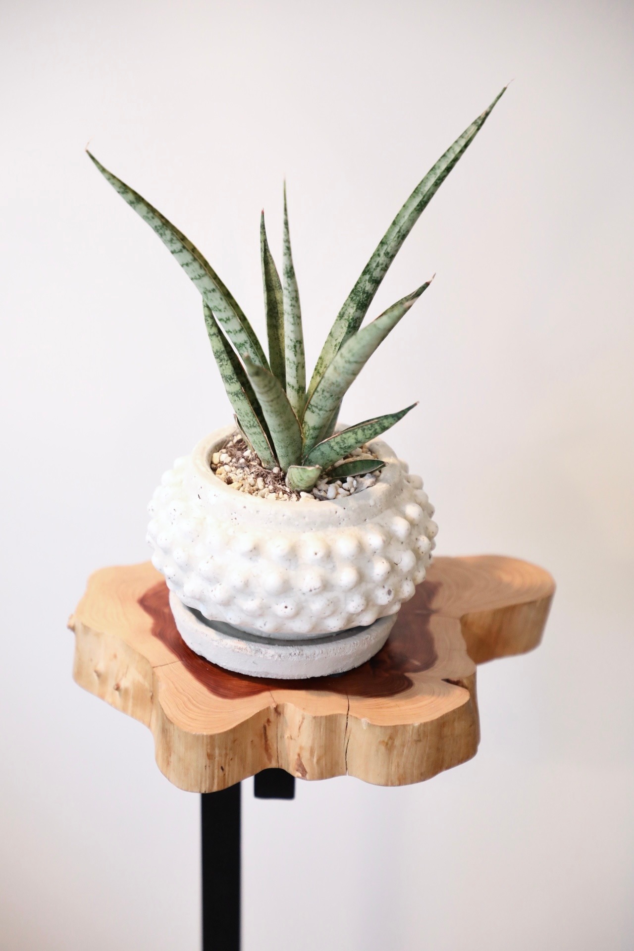 【S】サンスベリア アイシクル/Sanseveria Icicle　※陶器鉢付き