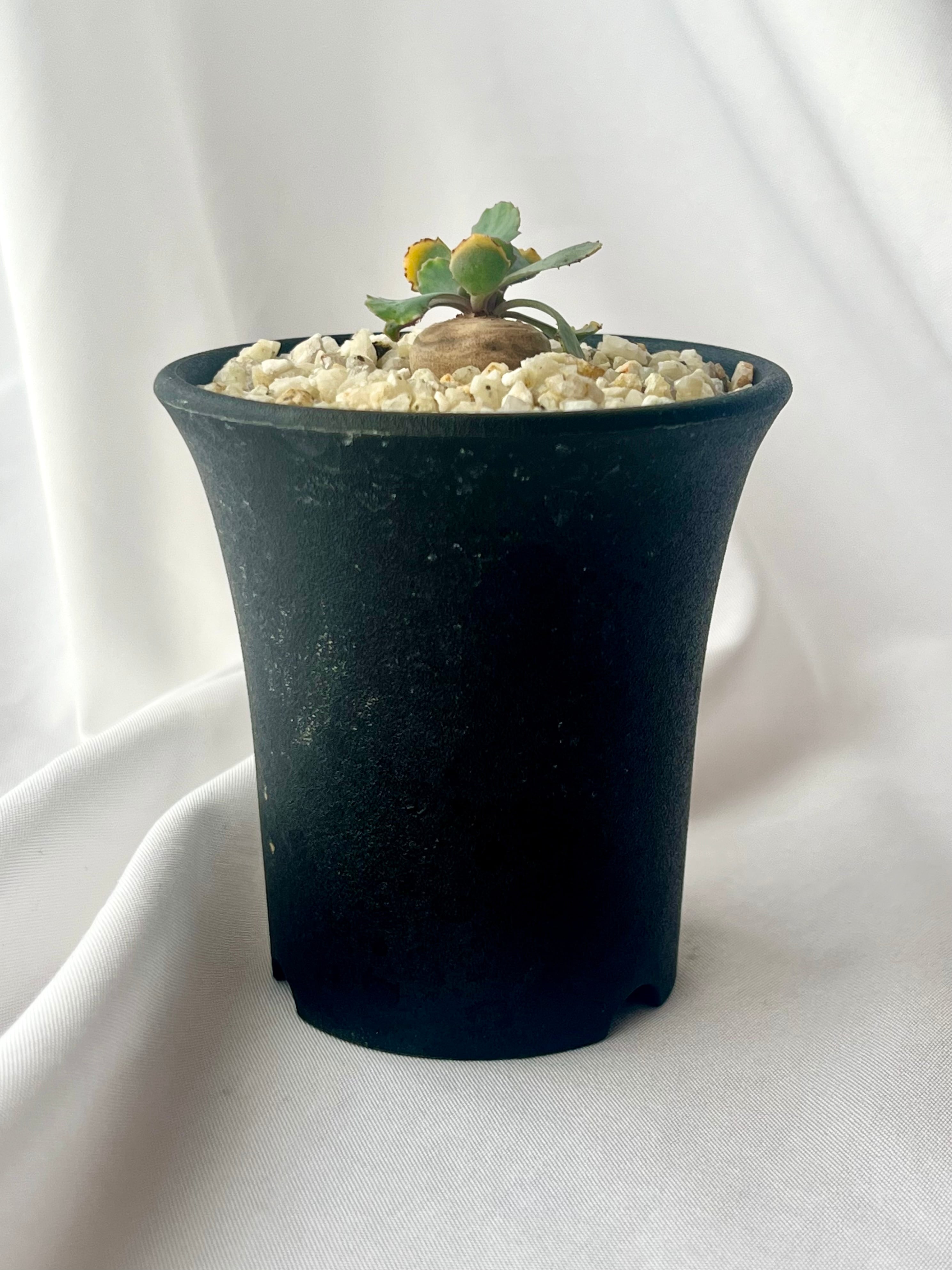No.753 塊根植物 Othonna cacalioidesオトンナ・カカリオイデス 大株