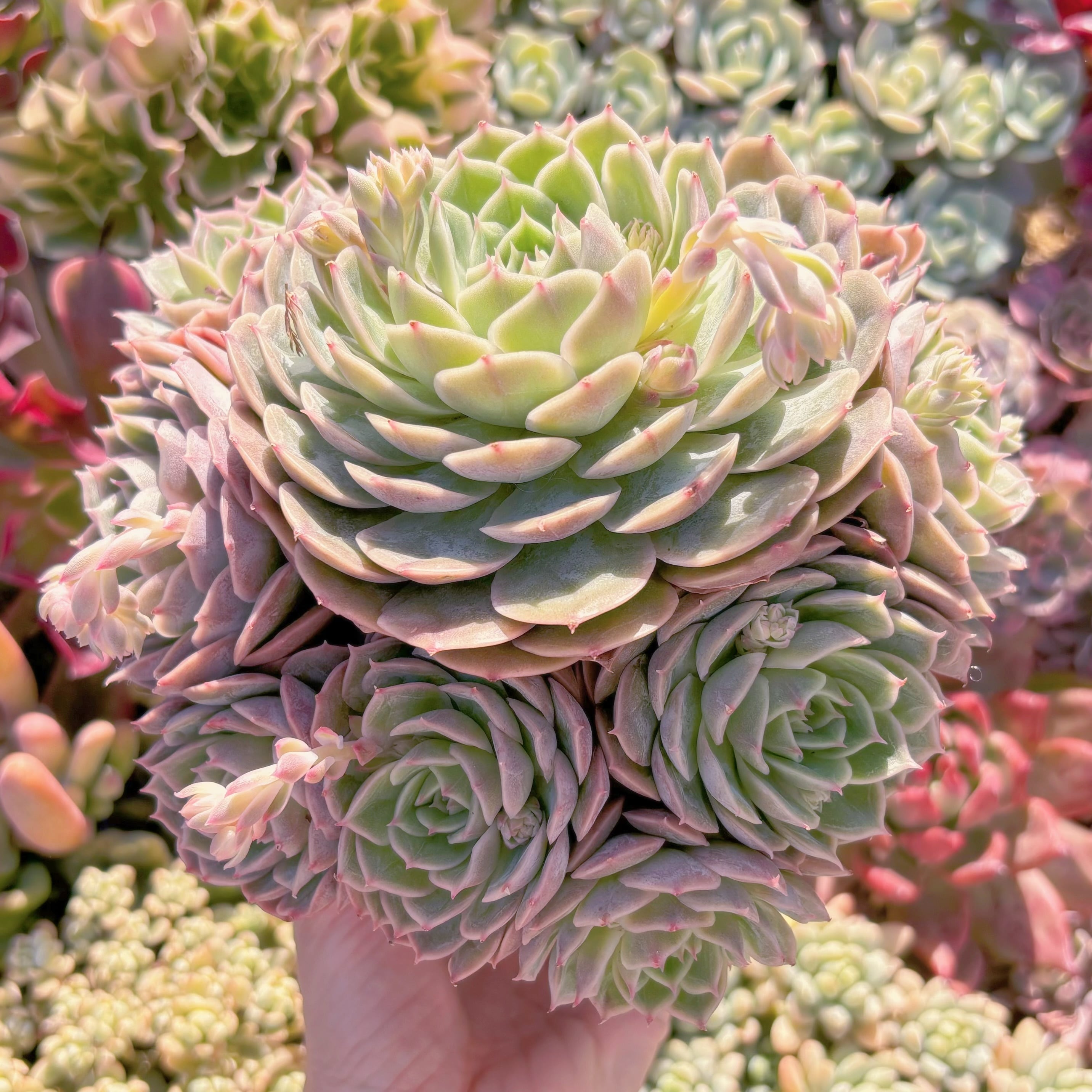 現品　オンスロー#092　特大群生　新入荷　るる農園