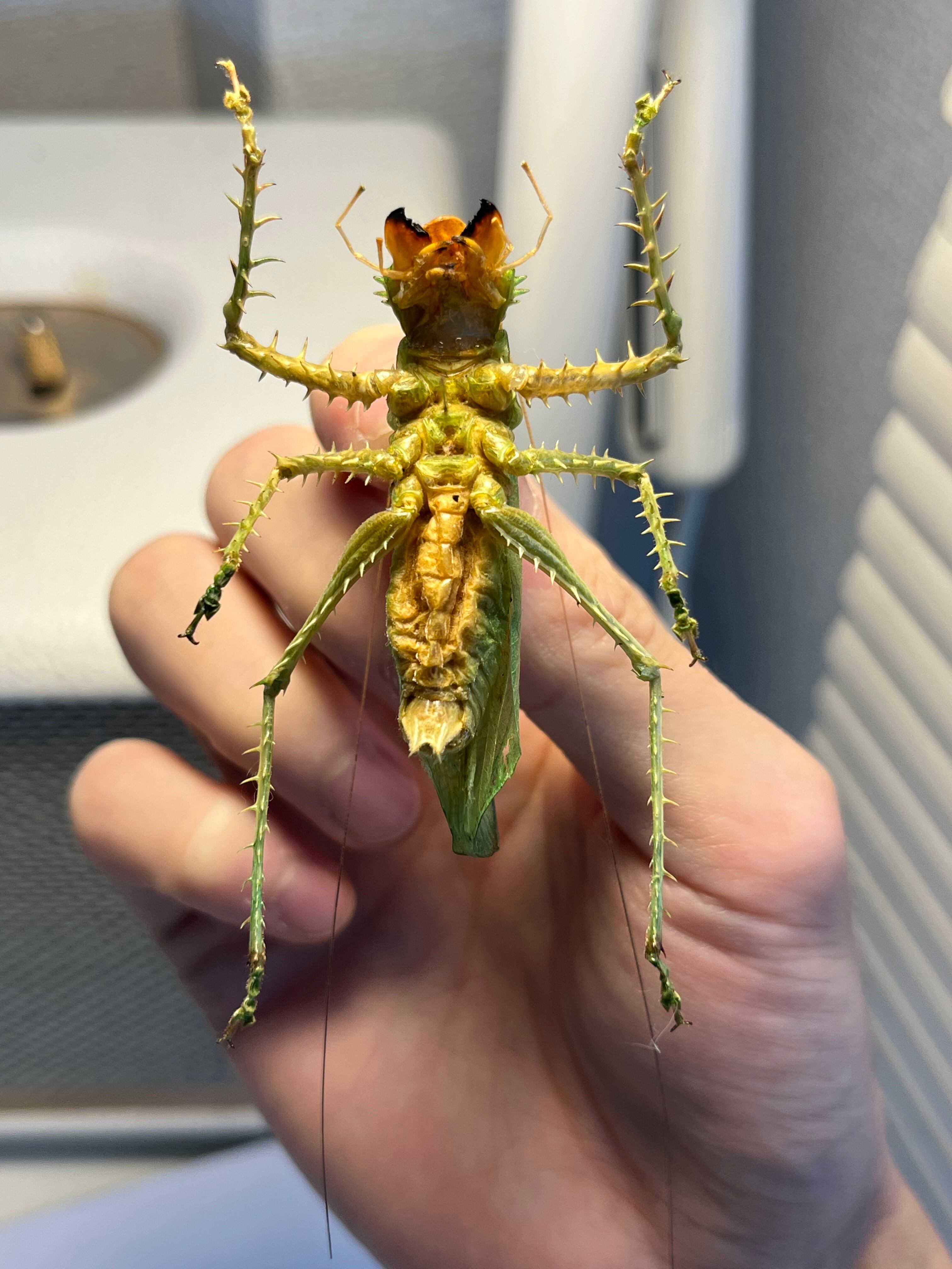 色残抜群】トゲアクマツユムシ リオック 直翅類 カマキリ マンティス