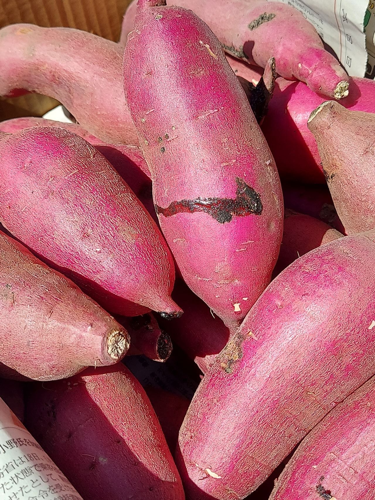 自然栽培さつまいも5kg（箱込） | むらかみ農園