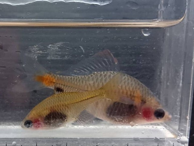 タイリクバラタナゴ （透明鱗）ペア