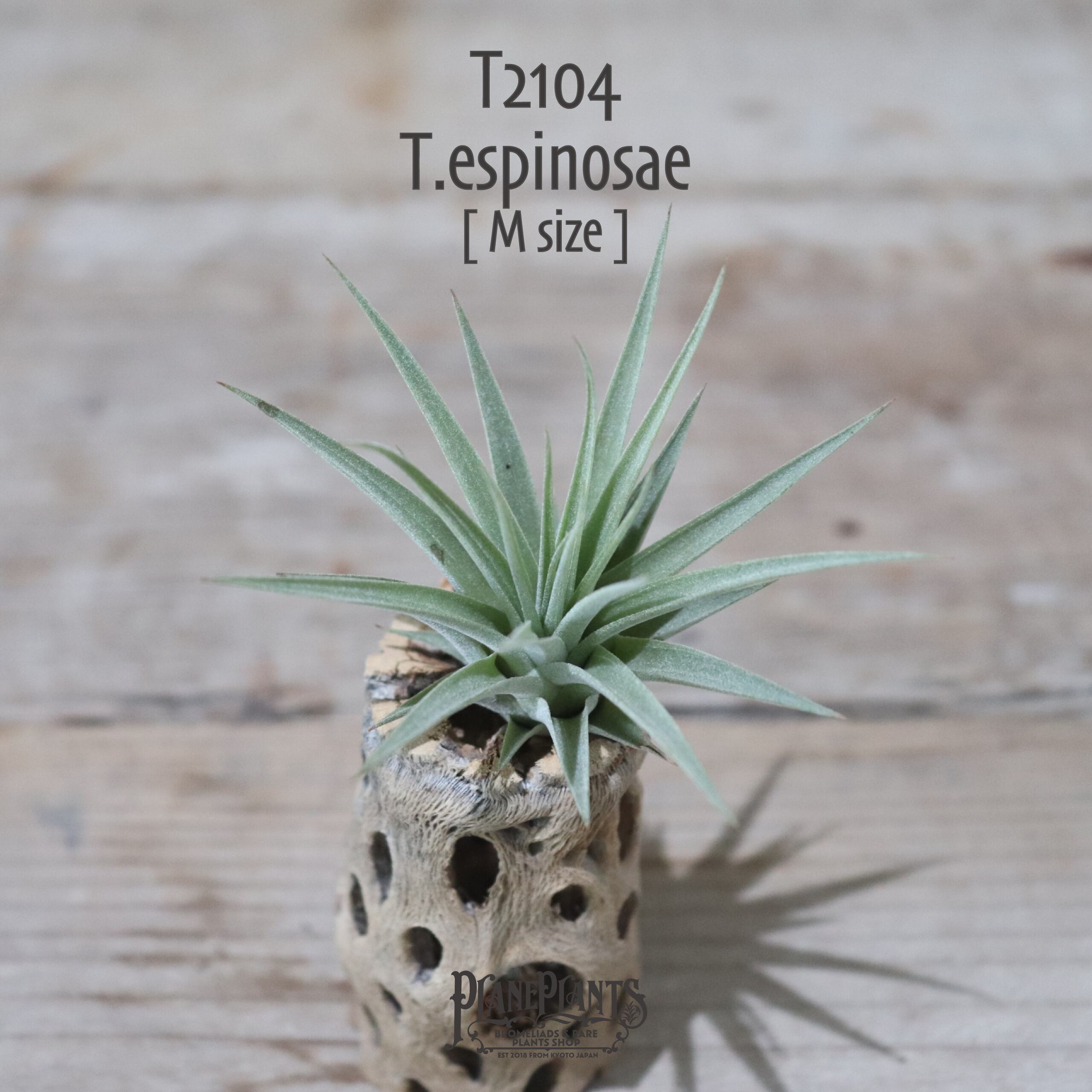 【送料無料】espinosae M〔エアプランツ〕現品発送T2104