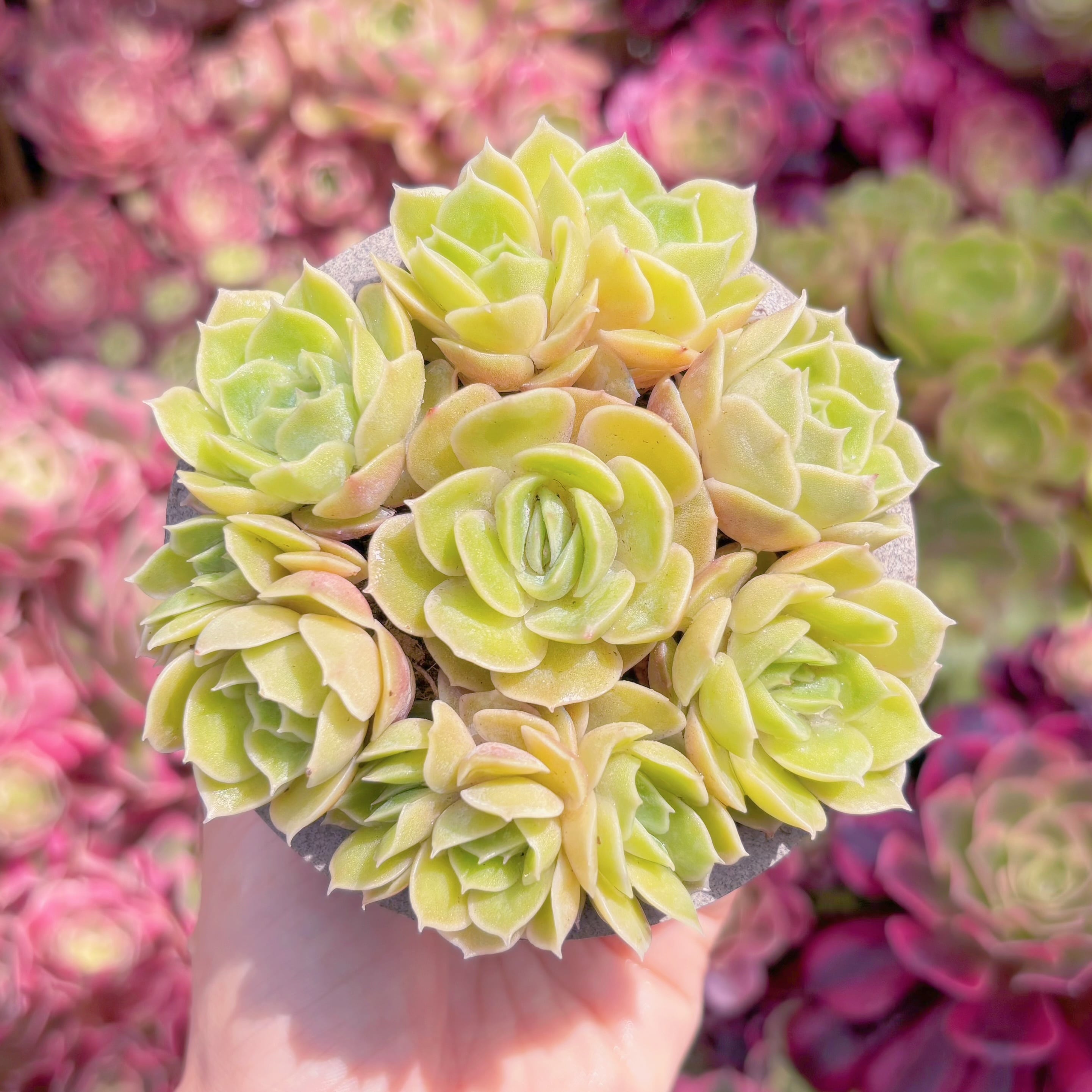 多肉植物　オンスロー(7苗)　新入荷　るる農園