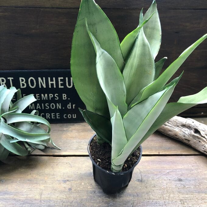ムーンシャイン 5号 超希少 サンスベリア 観葉植物 空気清浄 | 植物の