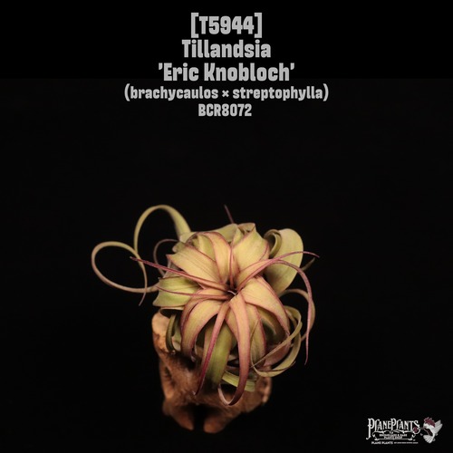 Tillandsia 'Eric Knobloch'〔ティランジア〕T5944