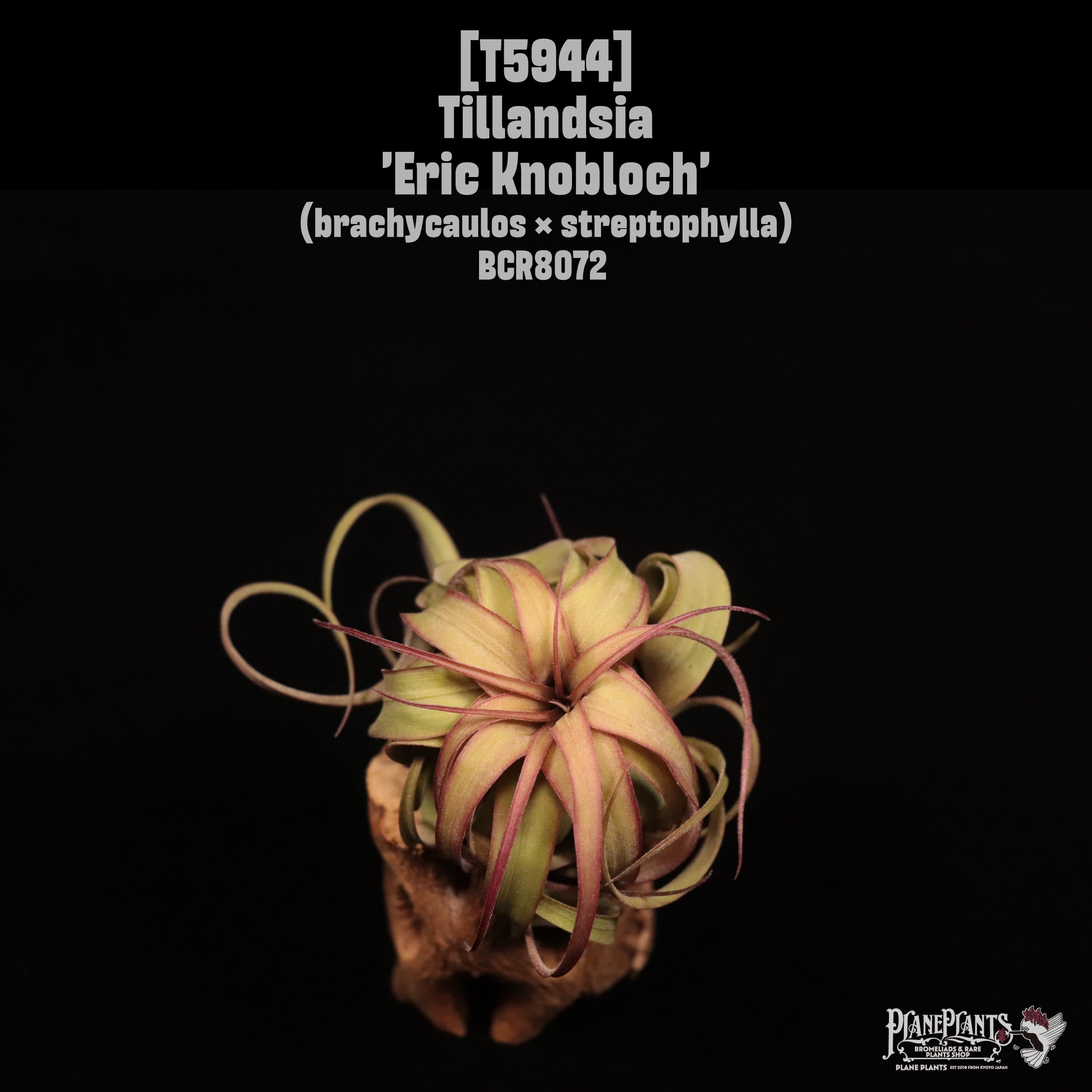 Tillandsia 'Eric Knobloch'〔ティランジア〕T5944