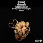Tillandsia 'Eric Knobloch'〔ティランジア〕T5944