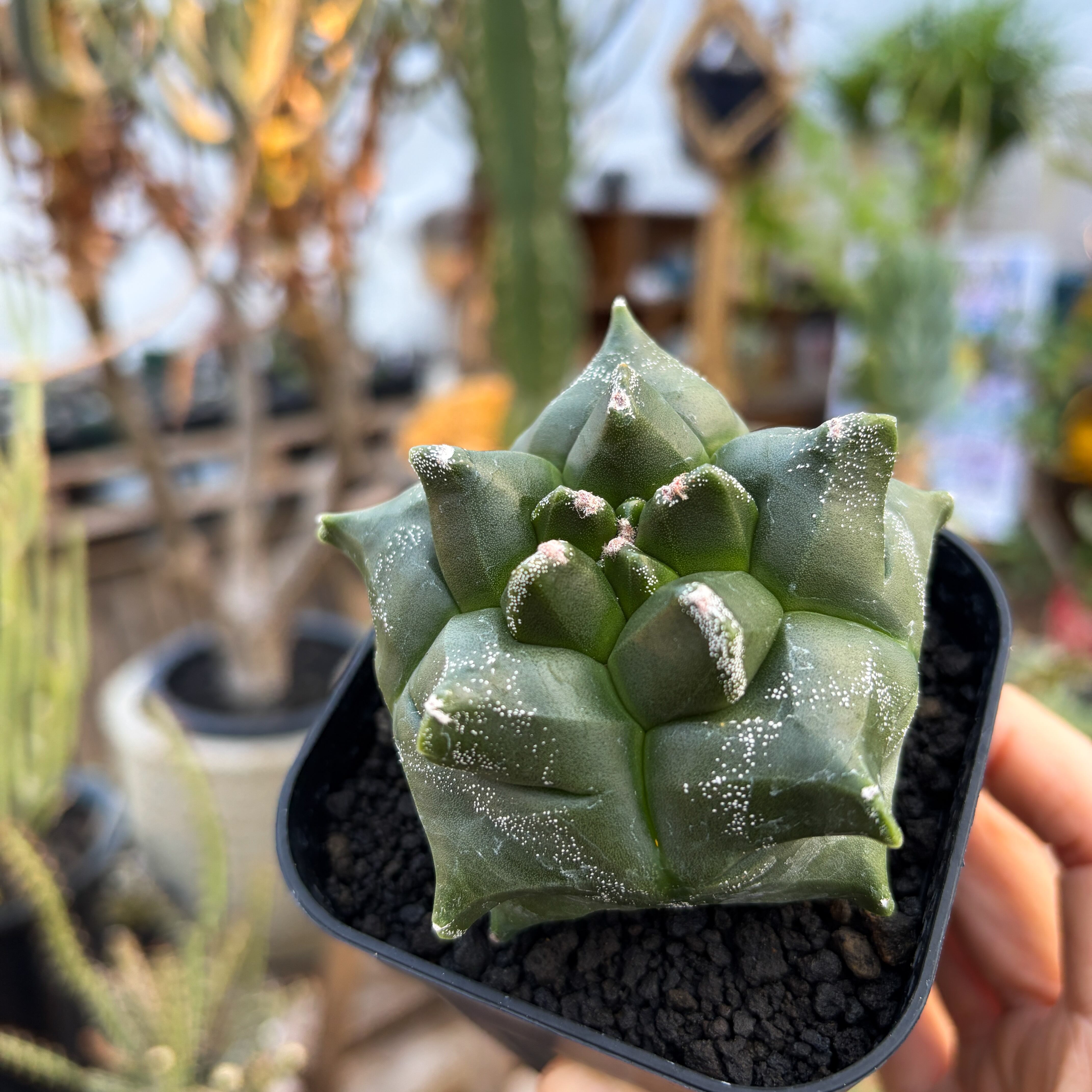 Astrophytum myriostigma var. nudum 【アストロフィツム・金平糖