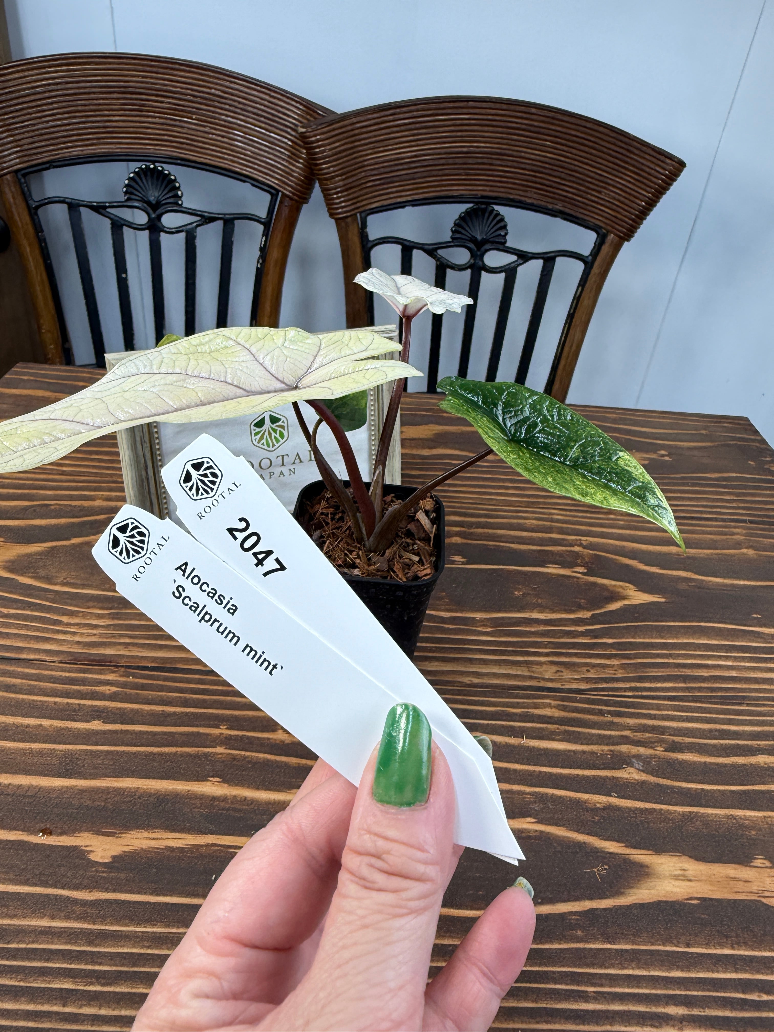 スカルプラム | ROOTALPLANTS