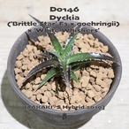 【送料無料】('Brittle Star' F3 x goehringii) x 'White Whiskers' 〔ディッキア original hybrid〕現品発送D0146