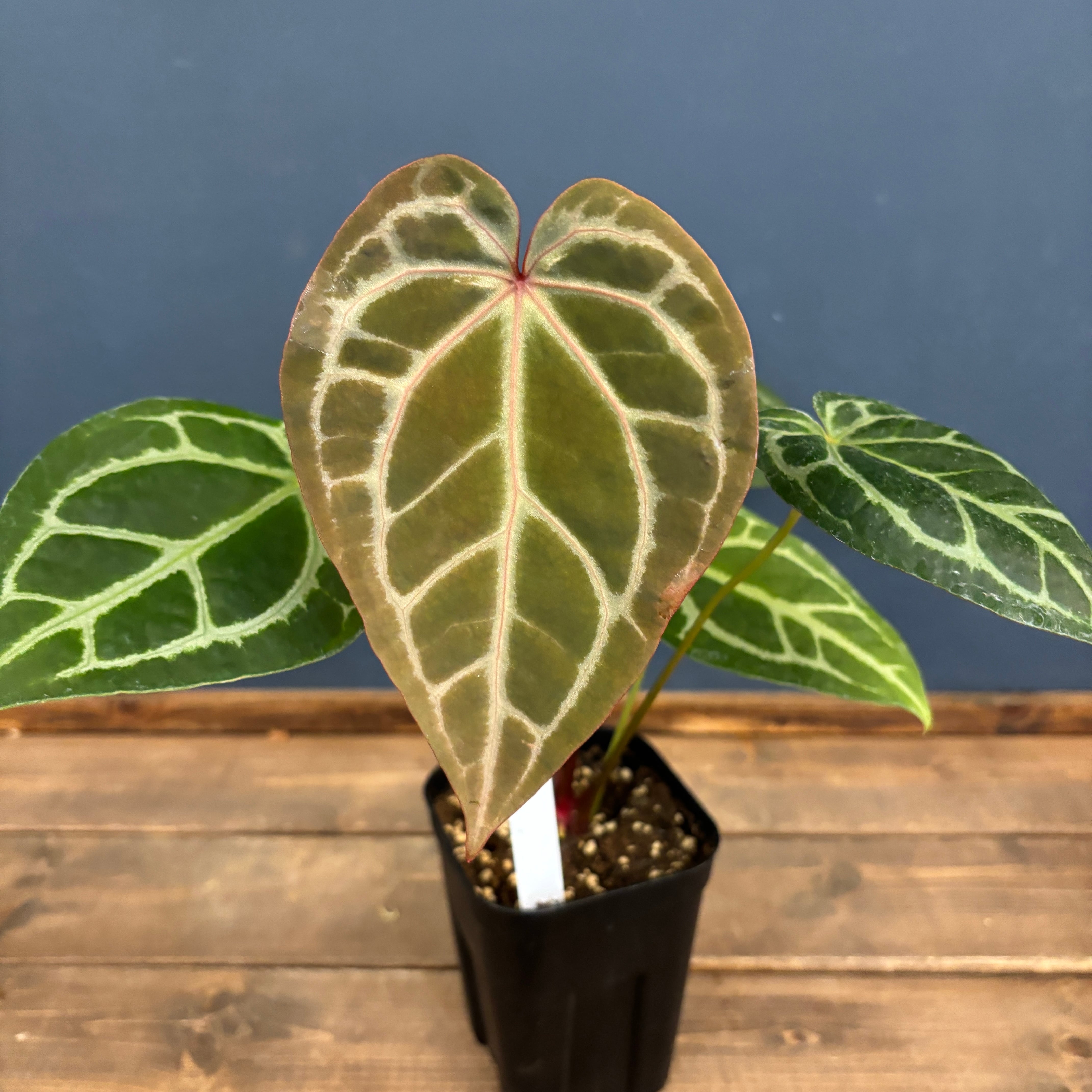 Y*e様 【ラスト小葉/安心の発根済株/鉢込/新芽3か所程度】 斑入り パンダガ 小ネギ 【TSX-505】 葉折れ少なく、極立性、極早生（周年栽培
