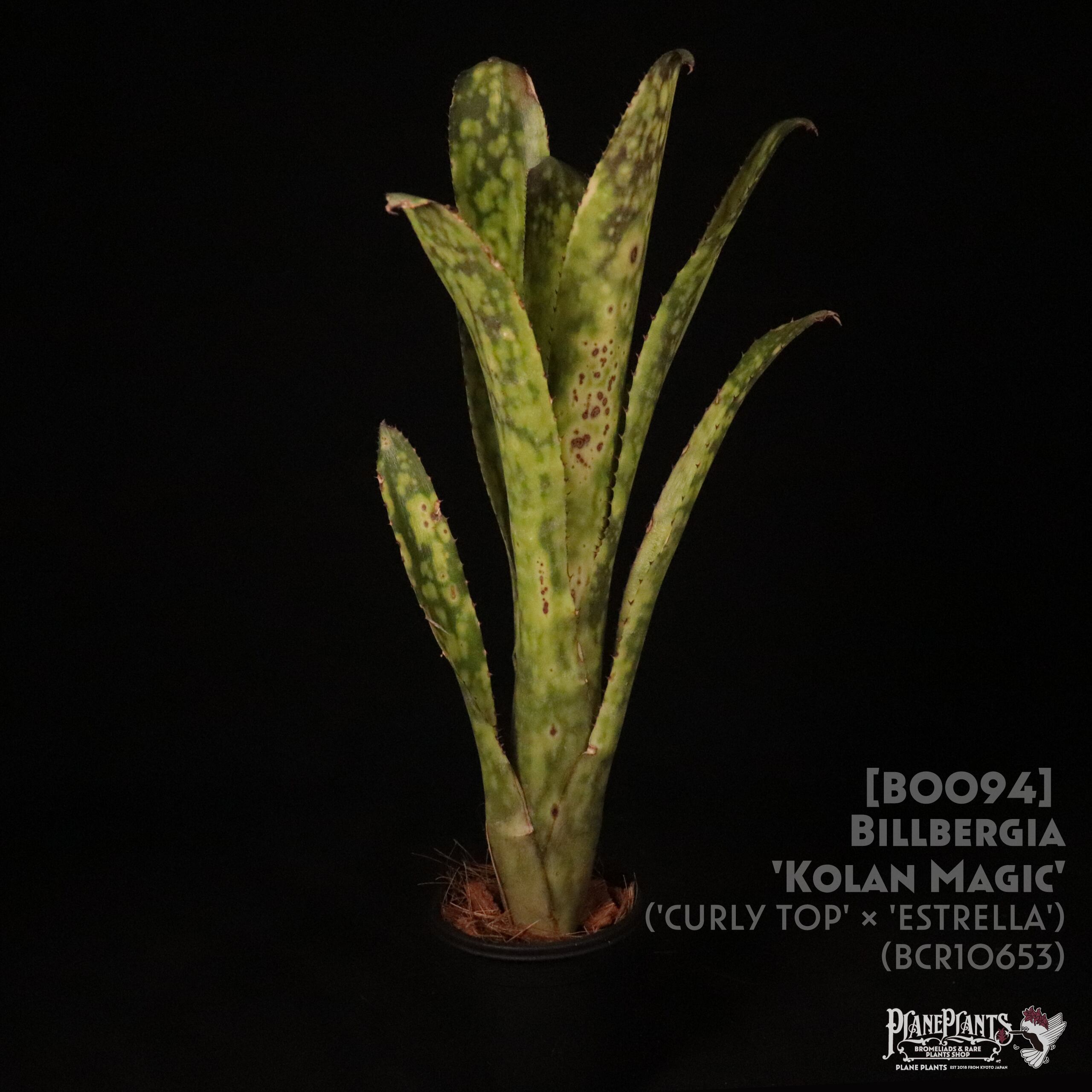 送料無料】Billbergia 'Kolan Magic'〔ビルベルギア〕現品発送B0094