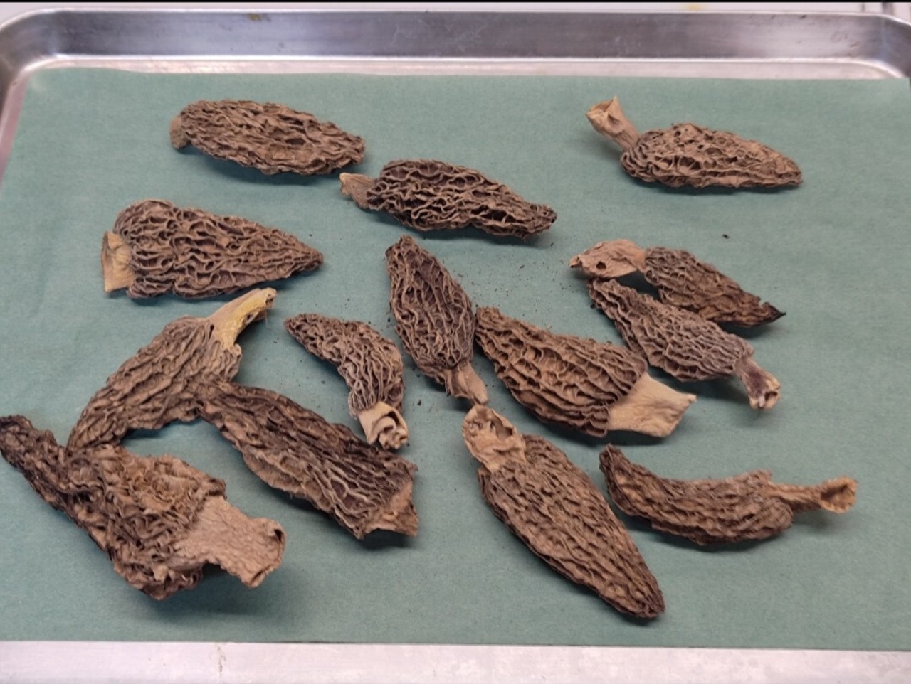 【乾燥/M】【春の茸】国産モリーユ/モレル/アミガサタケ/有機JAS認定/3.5-4.5cm/100g【即納】