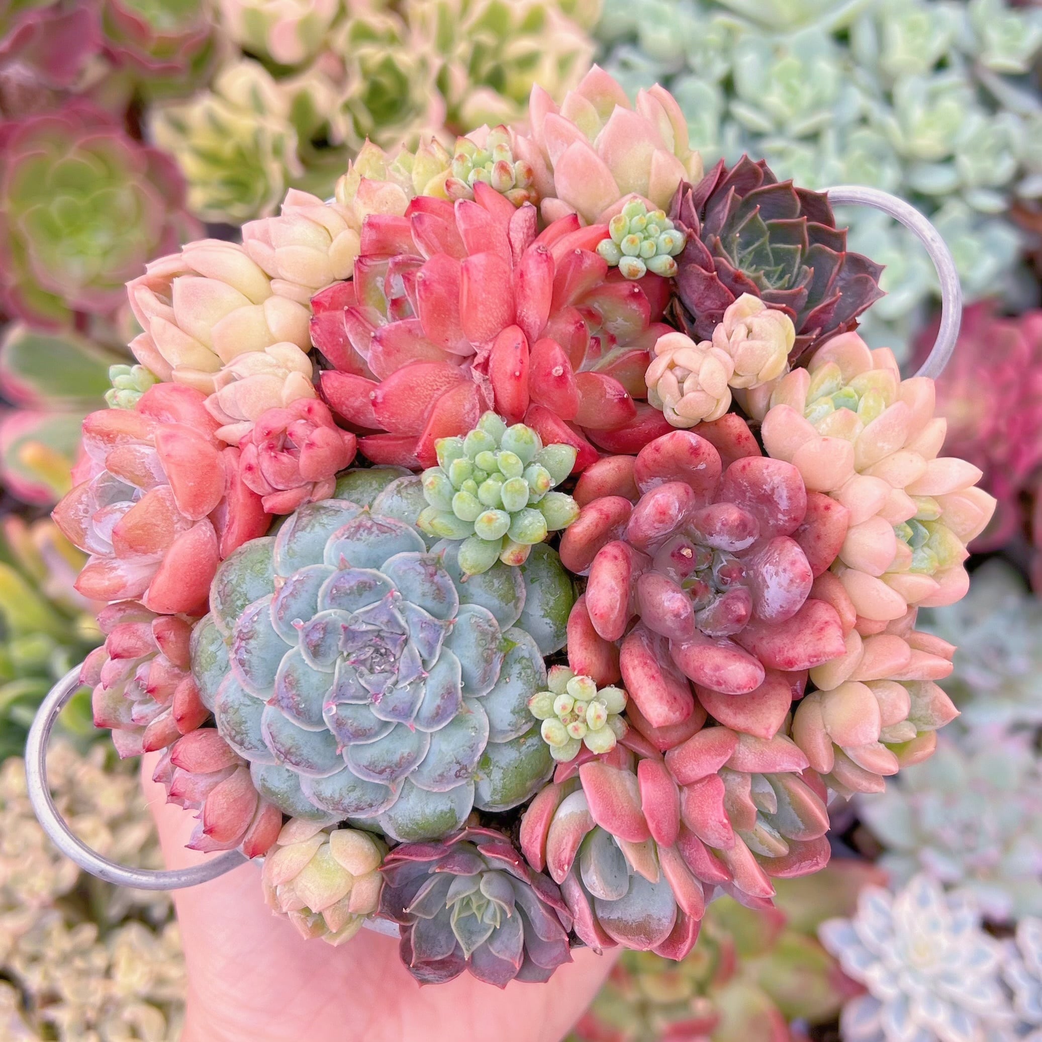 現品　寄せ植え鍋セット#617   るる農園