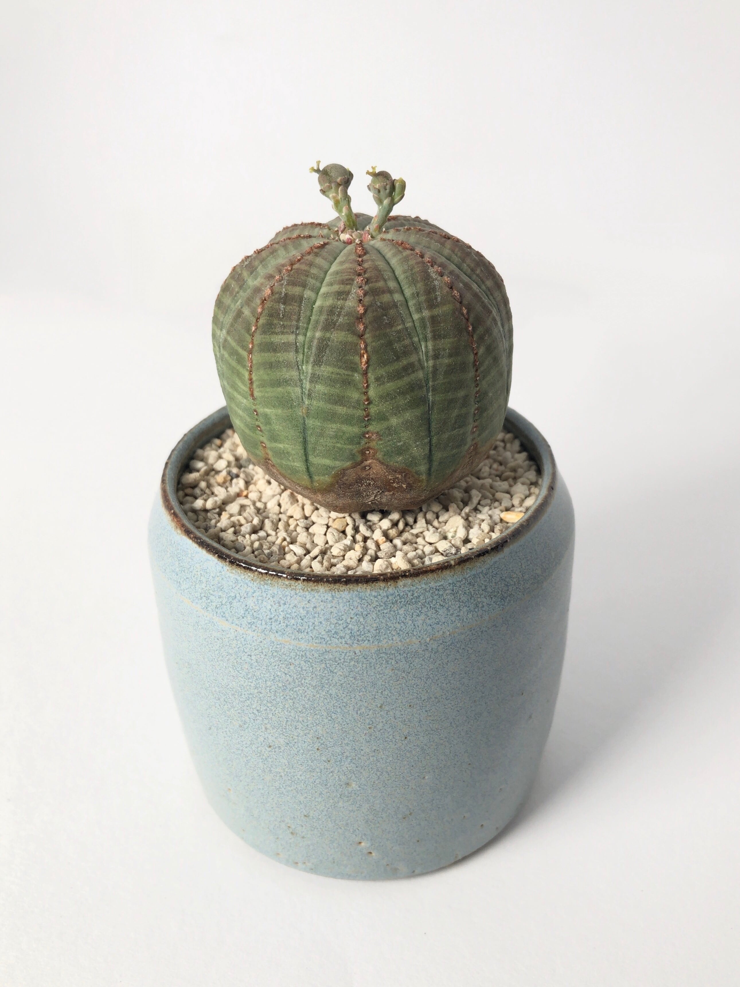 オベサ 雌　木質化　白化　ユーフォルビア　作家鉢付き オベサ 雌 木質化 白化 ユーフォルビア 作家鉢付き ユーフォルビア